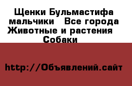 Щенки Бульмастифа мальчики - Все города Животные и растения » Собаки   
